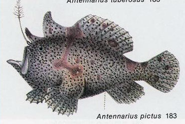 Antennarius pictus